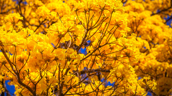 Concurso fotográfico celebra florada dos Ipês